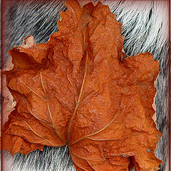 photo "Winter Leaf"