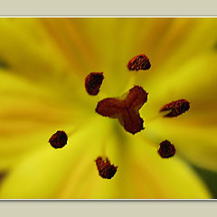 photo "Pure Yellow Macro"