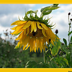 photo "Sunflower"