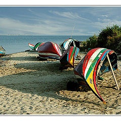 photo "I found my Friends. They are resting."