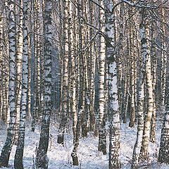 photo "Russian birches"