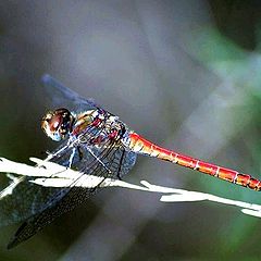 фото "Dragonfly"