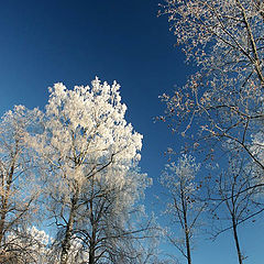 фото "Лес зимой-2"