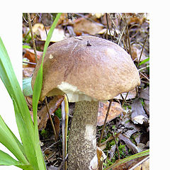 photo "Birch mushroom"