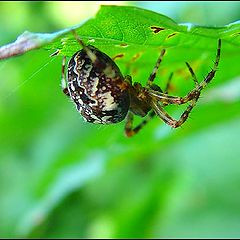 фото "Spiderman"