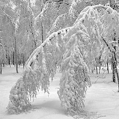 photo "Snow bow"