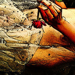 photo "The Last Rose"