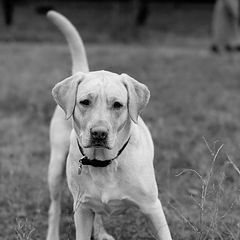 photo "Simply "dog" portrait..."