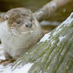 photo "Otter"