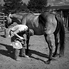 photo "Shoeing"