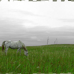 фото "Horse in a Field"