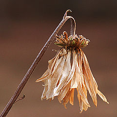 photo "Remains of the Summer #2"