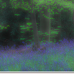 photo "Bluebells"