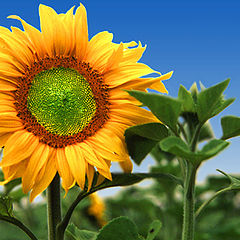 фото "Sunflower"