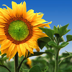 photo "Sunflower"