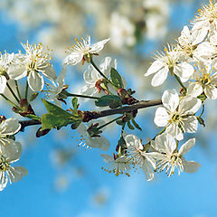 photo "Spring greetings"