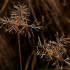 photo "Remains of the Summer #4"