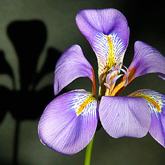 photo "Flower and the shade"