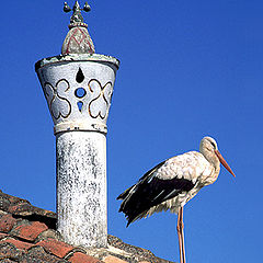 фото "Chimney and stork"