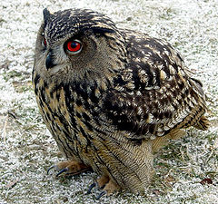 photo "Bubo bubo"