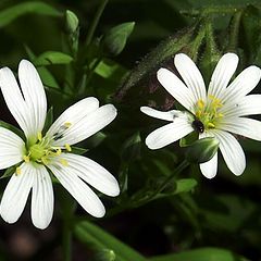 photo "Flowers"