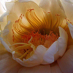 photo "cactus flower"