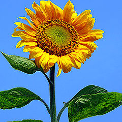 photo "Sunflower"