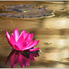 photo "Lotus in liquid gold..."