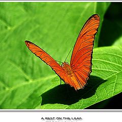 photo "A rest on the leaf"