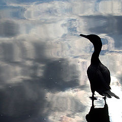 photo "Lonely Bird"