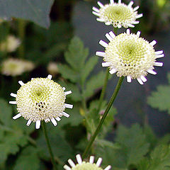 photo "A White on a green"