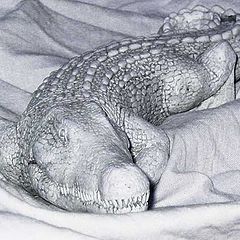 фото "Полярный крокодил :)"