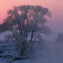 photo "Winter breath"