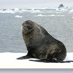 photo "Antarctic fur seal"