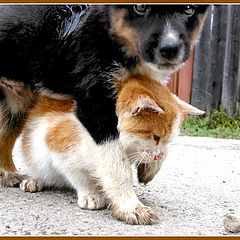 фото "Dog & Cat 2"