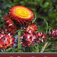 photo "Family of Everlasting Flowers"