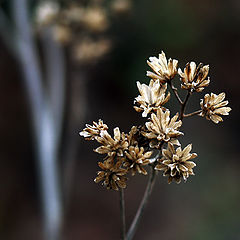 photo "Remains of the Summer #5"