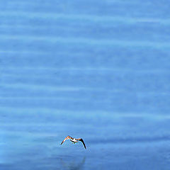 photo "Into The Blue"