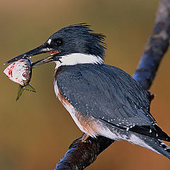 photo "Belted Kingfisher"