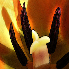 photo "tulip center"