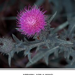 photo "Apparel for a weed"