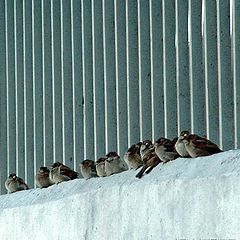 photo "Bird Parliament"