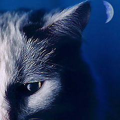 фото "Лунная кошка"