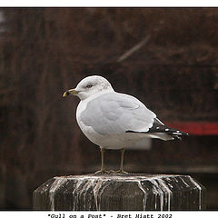 фото ""Gull on a Post""