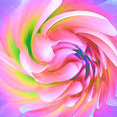 photo "Spiral Dahlia"