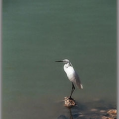 photo "the REFLECTED LONELINESS."