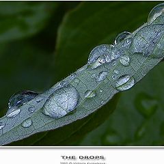 фото "The drops"