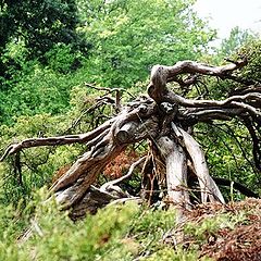 photo "Wood-Goblin"