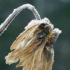 фото "Remains of the Summer #6"