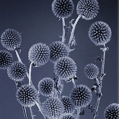 photo "blue thistles"